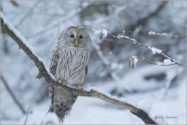 <p>PUŠTÍK BĚLAVÝ (Strix uralensis) sokolnicky vedený /Ural owl - Habichtskauz/</p>
